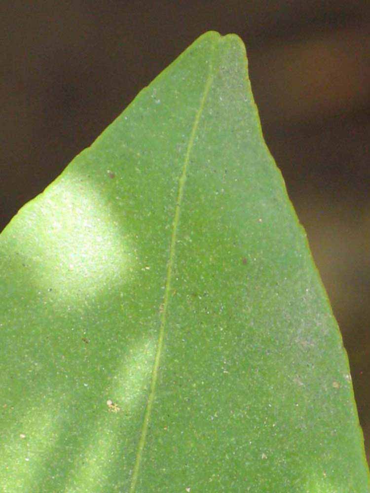              Margin (Riverside, CA)       